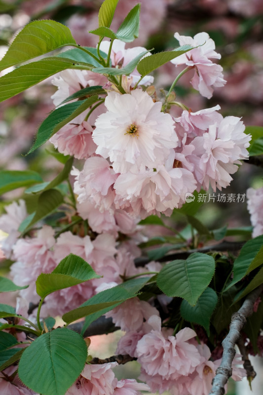 北京朝阳公园樱花