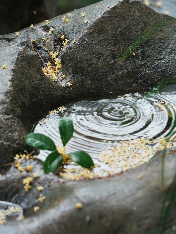 下雨天桂花落在水中