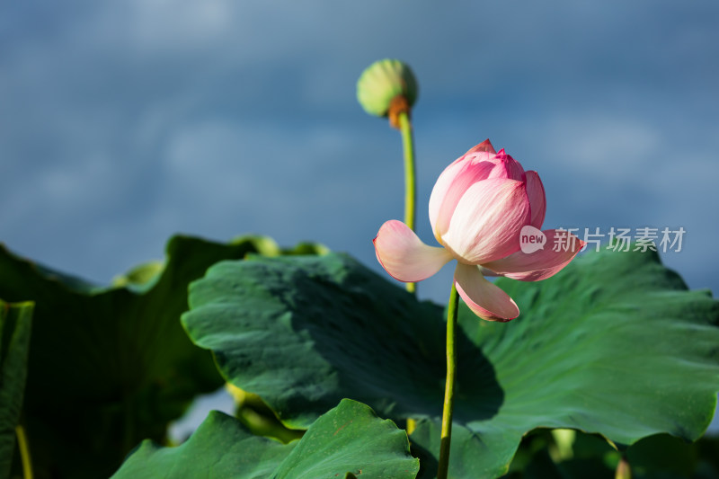 盛开的荷花