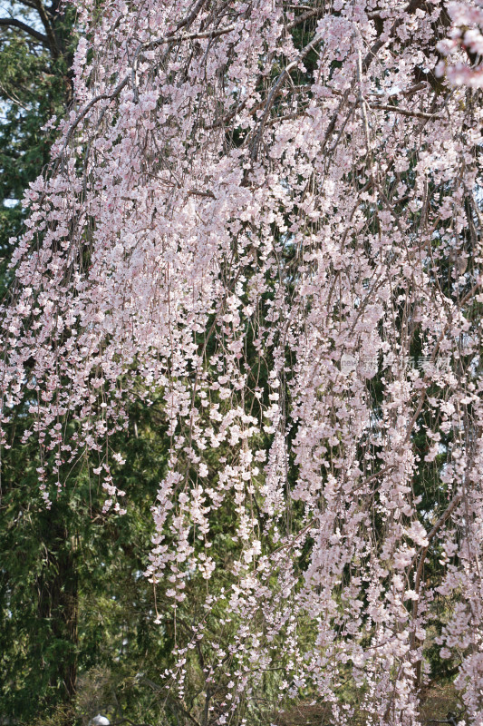 日本，川越喜多院，日式建筑与垂枝樱