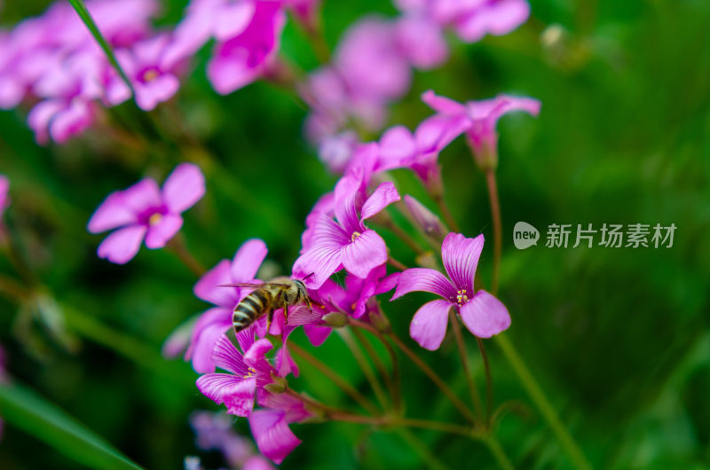 蜜蜂在粉色红花酢浆草上采蜜