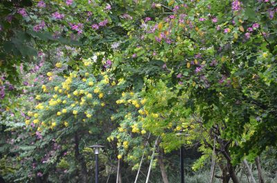 广东东莞：紫荆花开