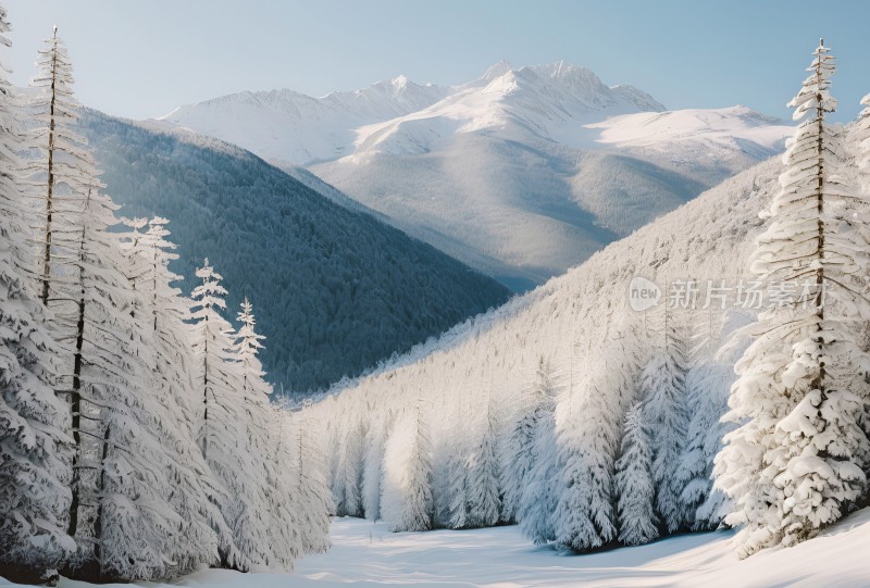 冬季森林白雪覆盖风景