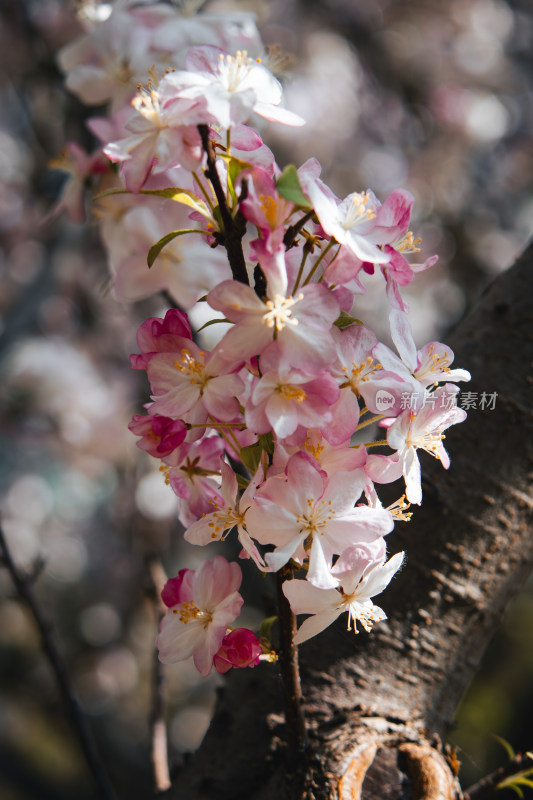 春天粉红色西府海棠花枝头盛开