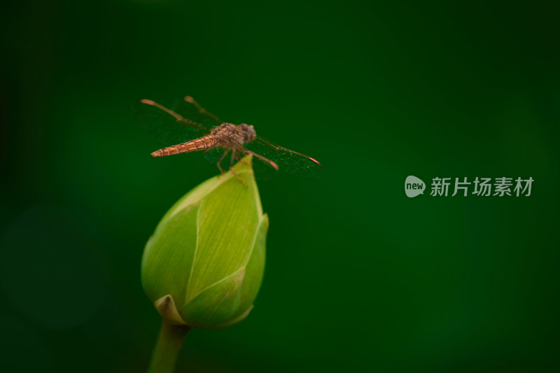 荷花苞上的蜻蜓