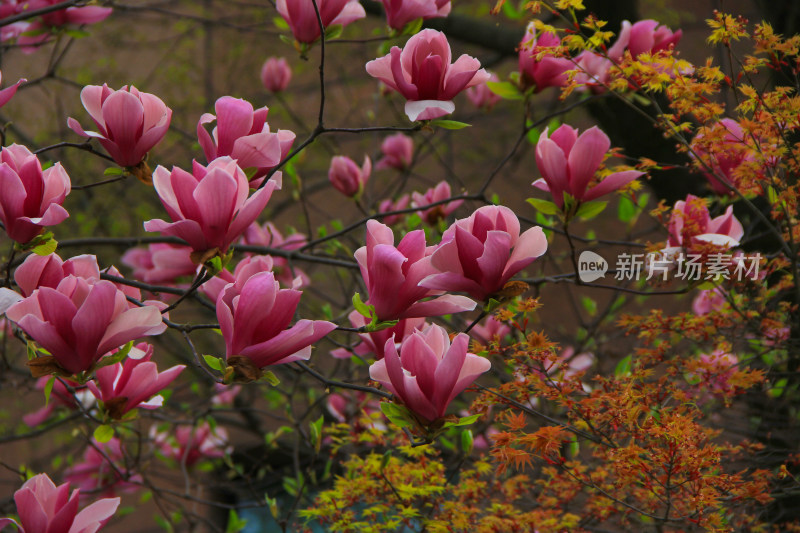 粉色的玉兰花开