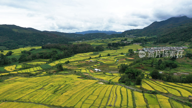 高山峡谷地区的金色稻田