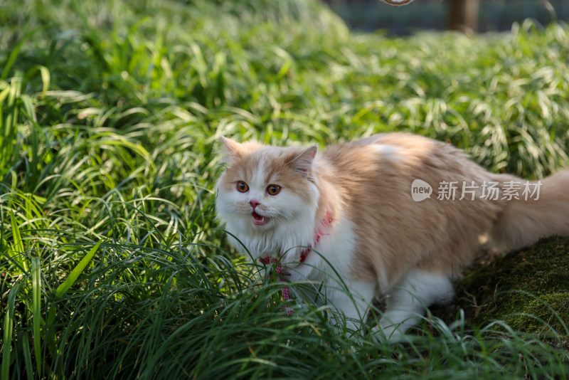 一只在绿色草地上的乳白英国长毛猫