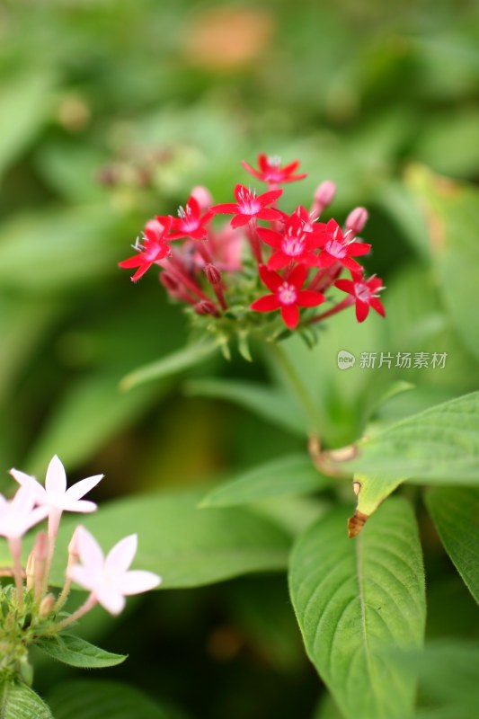 盛开的花朵