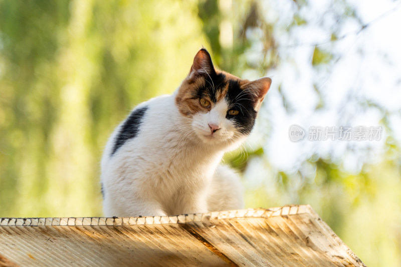 三色花猫在户外木板上的特写