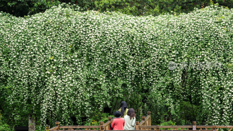 四川省成都植物园的木香花瀑布