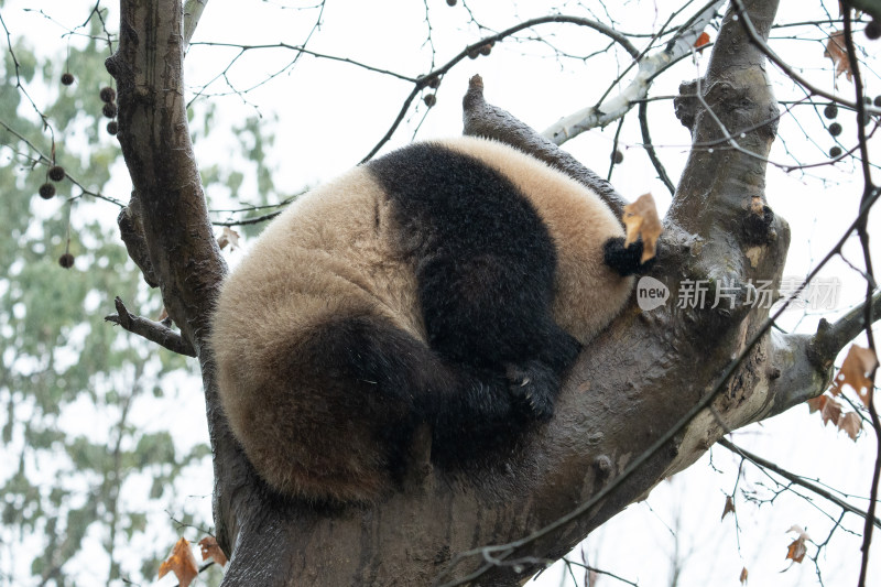 大熊猫树上休憩姿态