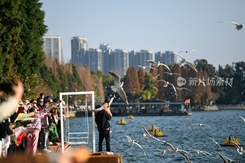 湿地公园  海鸥飞翔  鸟群飞翔