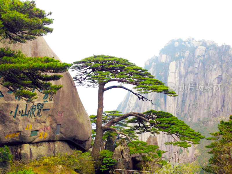 黄山迎客松树 远山