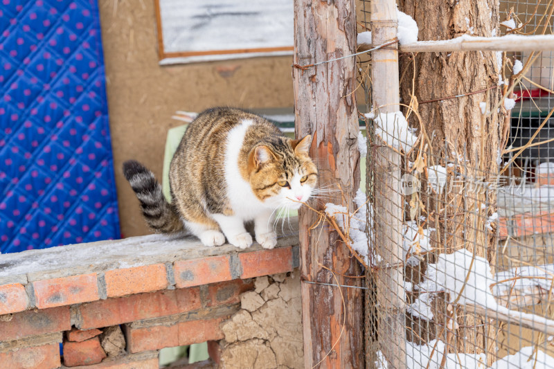 院子中的花猫好奇状态