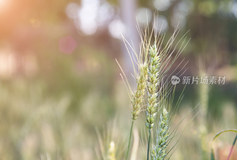 户外麦田里青青的麦穗特写