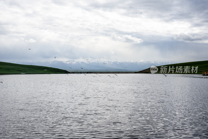 巴音布鲁克的天鹅湖