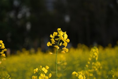 盛开的油菜花