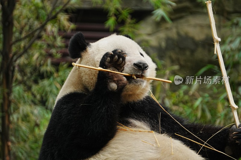 大熊猫悠闲进食竹子