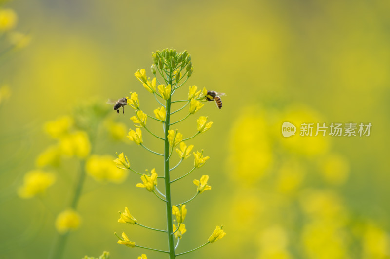 春天油菜花和蜜蜂