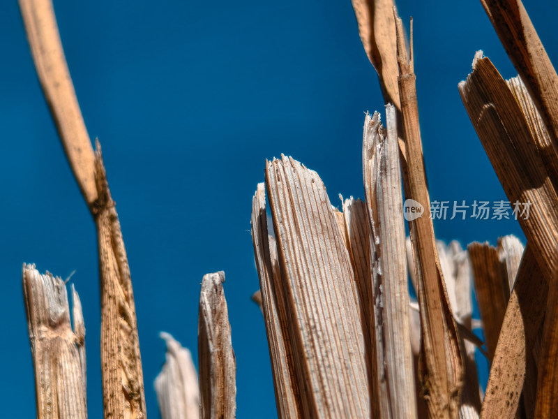 干枯植物秸秆特写