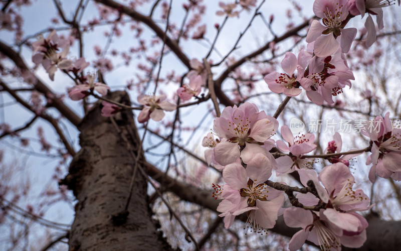 春日桃花特写