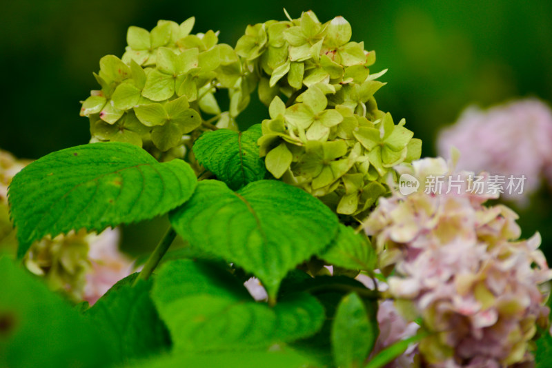 雨天中的绣球花