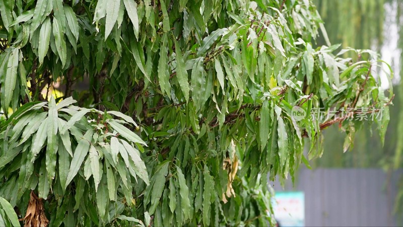 桃树叶子夹竹桃果树植物