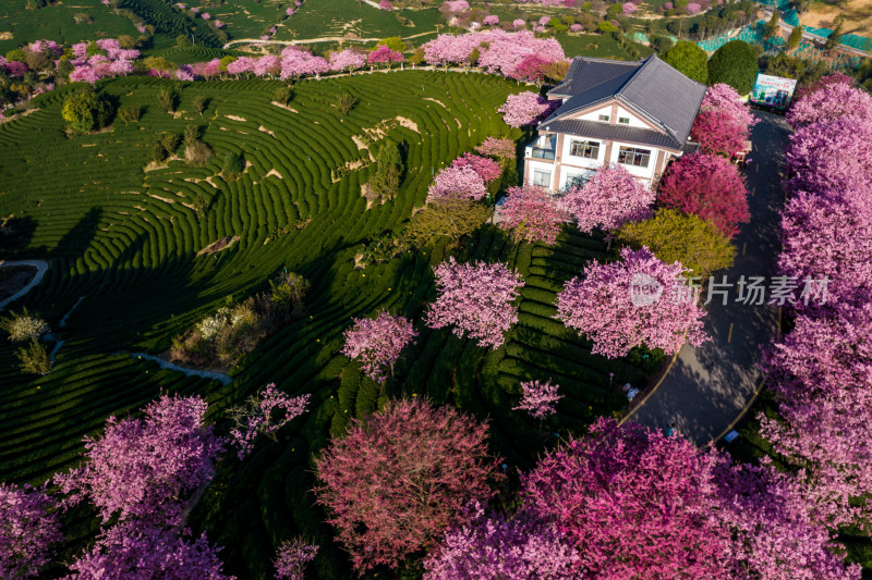 福建龙岩永福台品樱花茶园