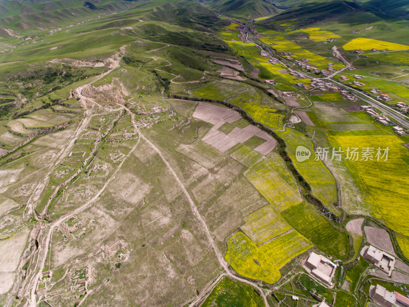 藏地乡村民居油菜花航拍全景图