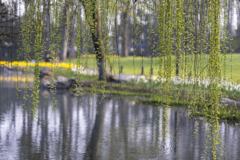 春天湖边的柳树柳条发芽生机勃勃