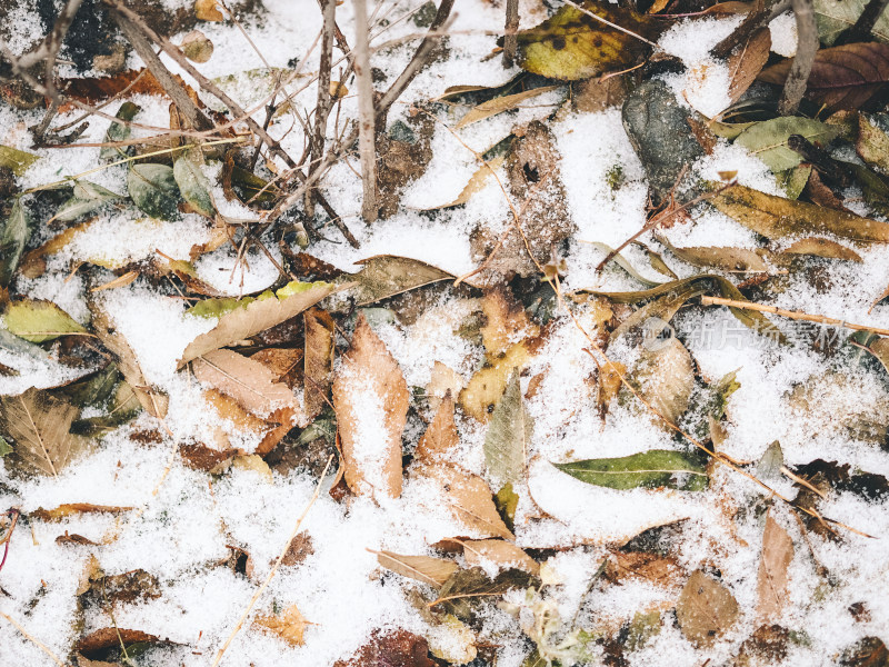 冬季白雪堆积的杂草丛