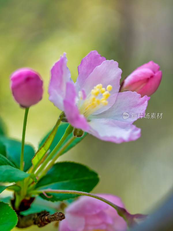 春天里的海棠花