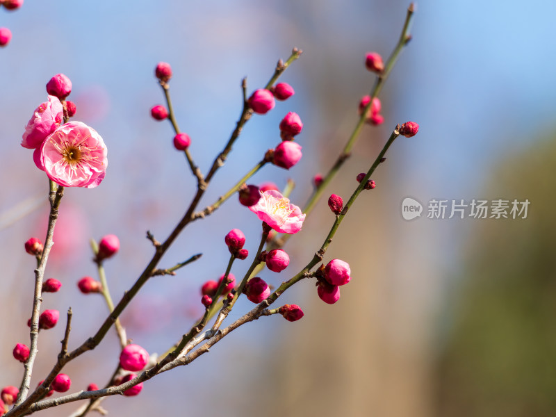 枝头梅花初绽，春意盎然的景象