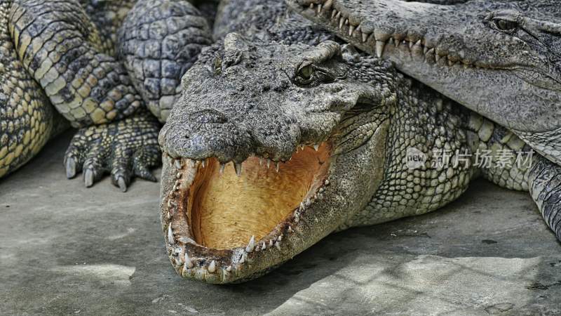 野生动物鳄鱼掠食动物