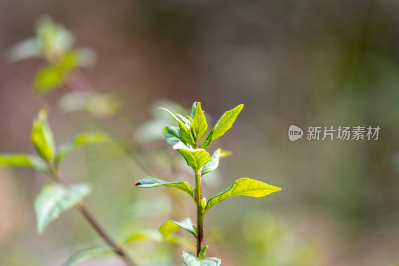 嫩绿新叶特写展现生机勃勃的植物