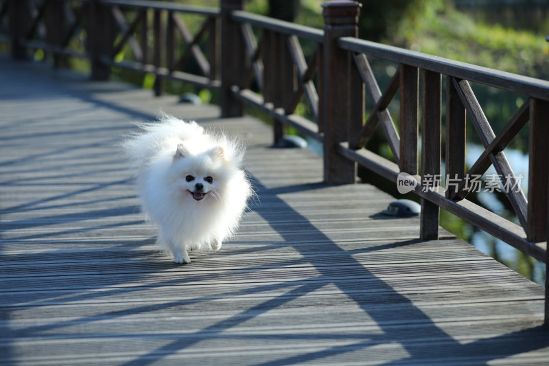 在栈道上奔跑的白色博美犬