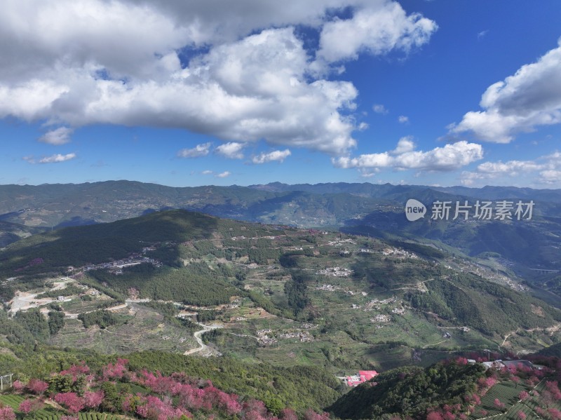 大理无量山樱花谷