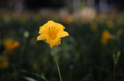 一朵小黄花