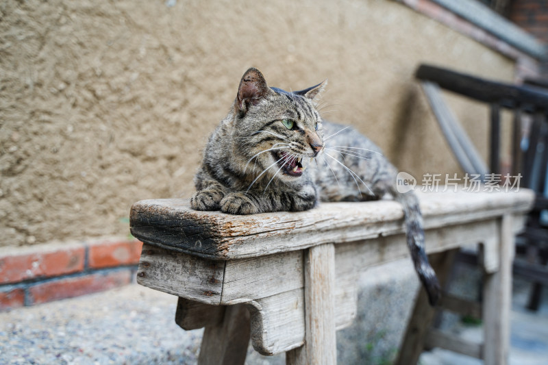 短毛猫呲牙凶狠趴在老旧的木椅上