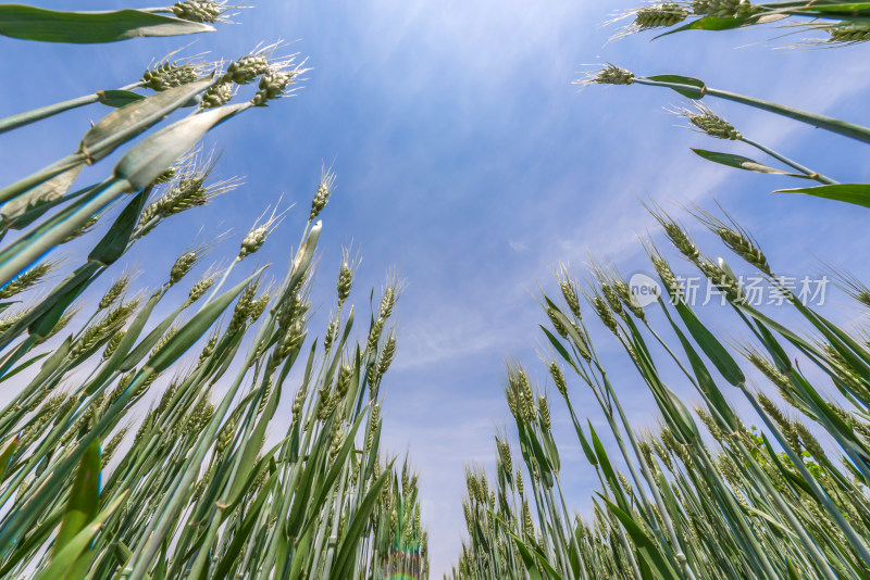 小麦麦穗天空蓝天白云