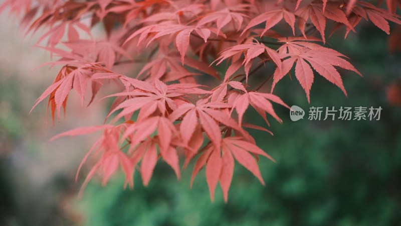 秋天红色的枫叶特写