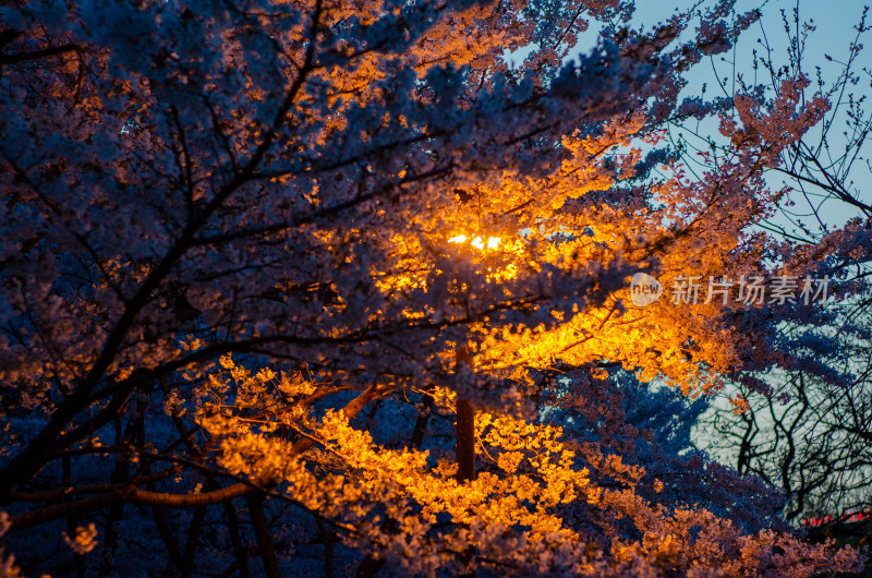 青岛中山公园，夜色中的樱花盛开