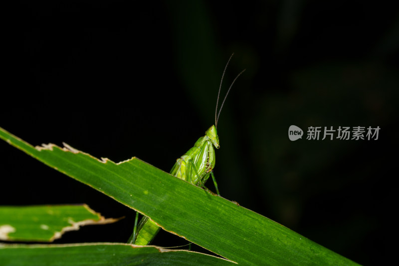绿叶上的绿色昆虫特写