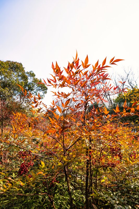 江苏省镇江金山及金山寺的秋季风光