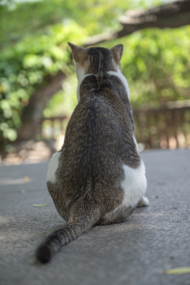 可爱的猫咪