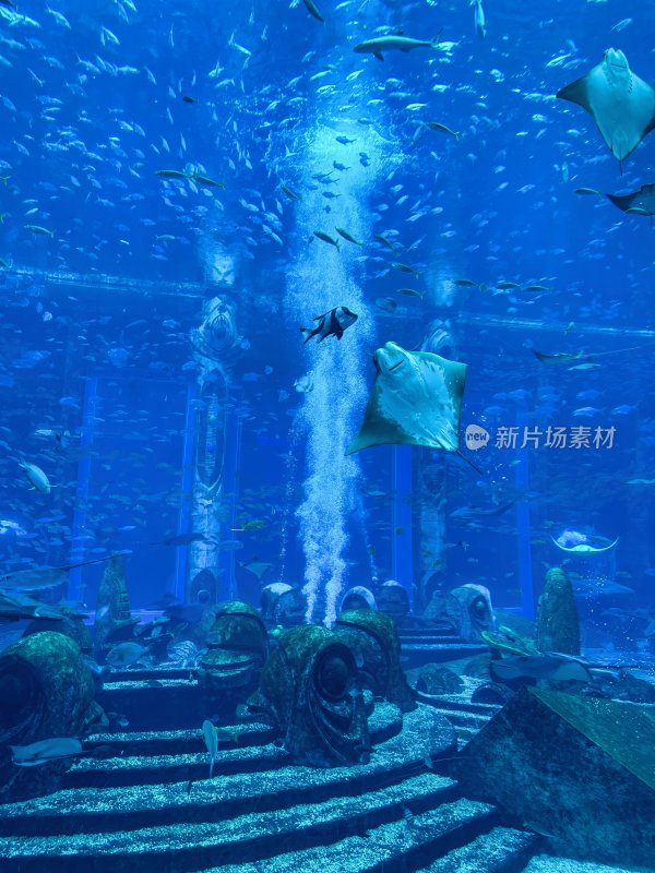 三亚亚特兰蒂斯酒店的水族馆