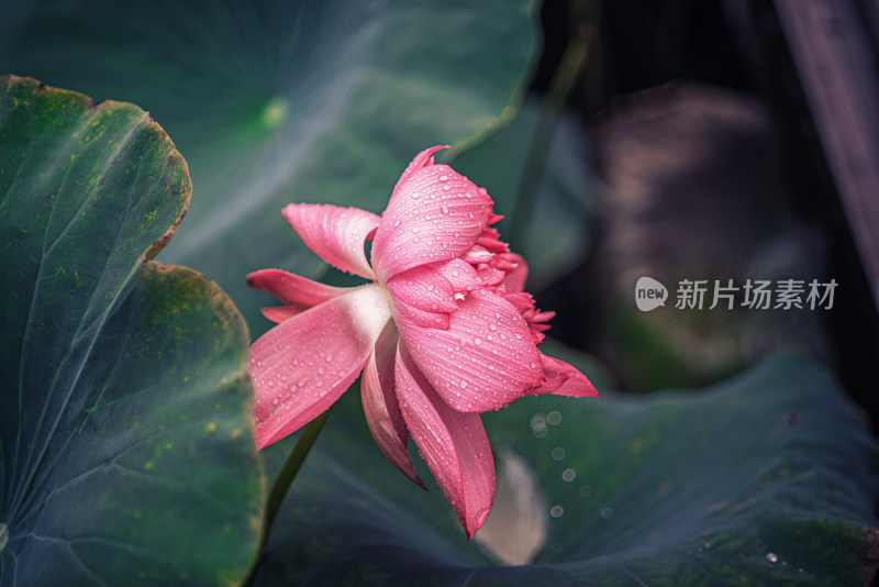 夏天雨后的荷花挂满水珠