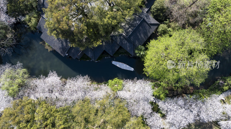 杭州西湖古风建筑与樱花树下的小船