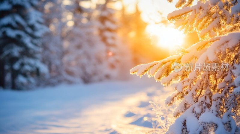 森林冬日暖阳阳光照射在雪地上小清新壁纸